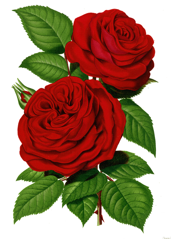 Papirolas Coloridas - Flores - Red Victorian Roses Transparent (567x800)