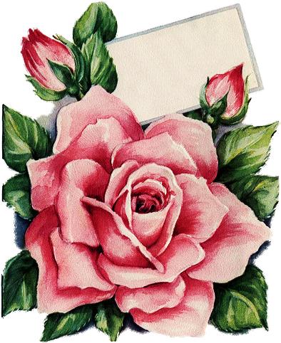 Birthday Rose With Card 402×500 Pixels - Rose Tea Rose Flower Floral Necklace Jewelry Gardening (402x500)
