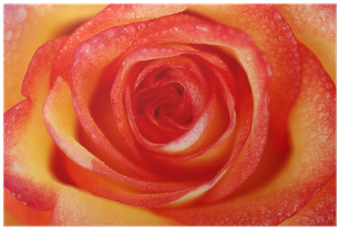 Póster Rosa Naranja Y Amarilla - Floribunda (400x400)