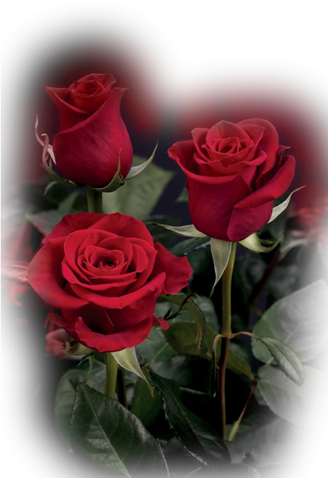Google - New For U Pink Rose Gif (462x691)