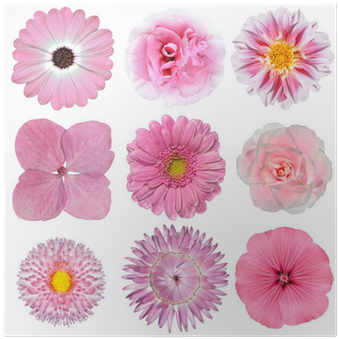 Póster Colección De Flores Rosas Blancas Aisladas En - Roze Met Witte Bloemen (400x400)