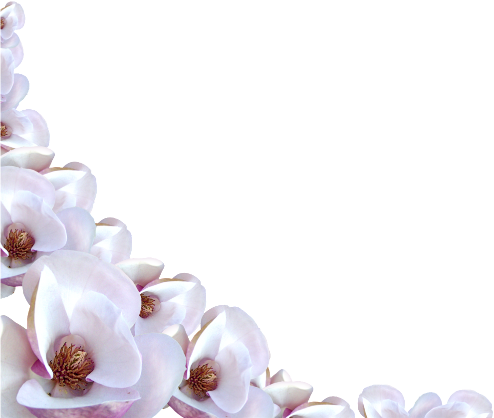 Flower Border Photo By Doves Of Flight - White Flower Border Png (1023x925)