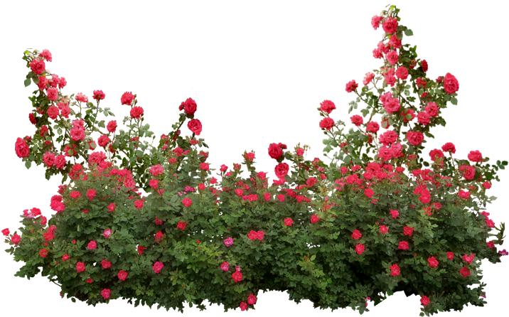 Garden Roses Memorial Rose Shrub Flower - Roses Shrub Png (769x512)
