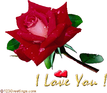 Rose I Love U Wallpaper - Shekhar I Love You (376x337)