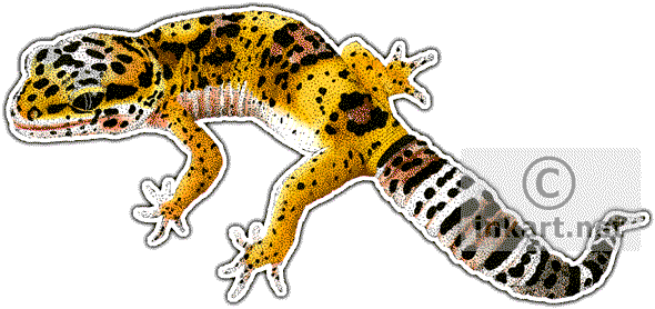 Leopard Gecko Clipart Drawing - Leopard Gecko Note Cards (pk Of 10) (590x278)