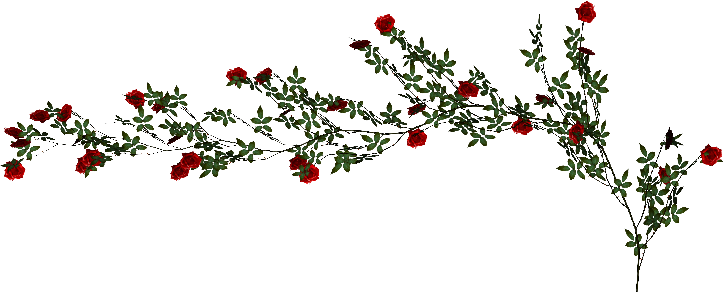 Beach Rose Vine - Rose Vine Transparent (2912x1176)