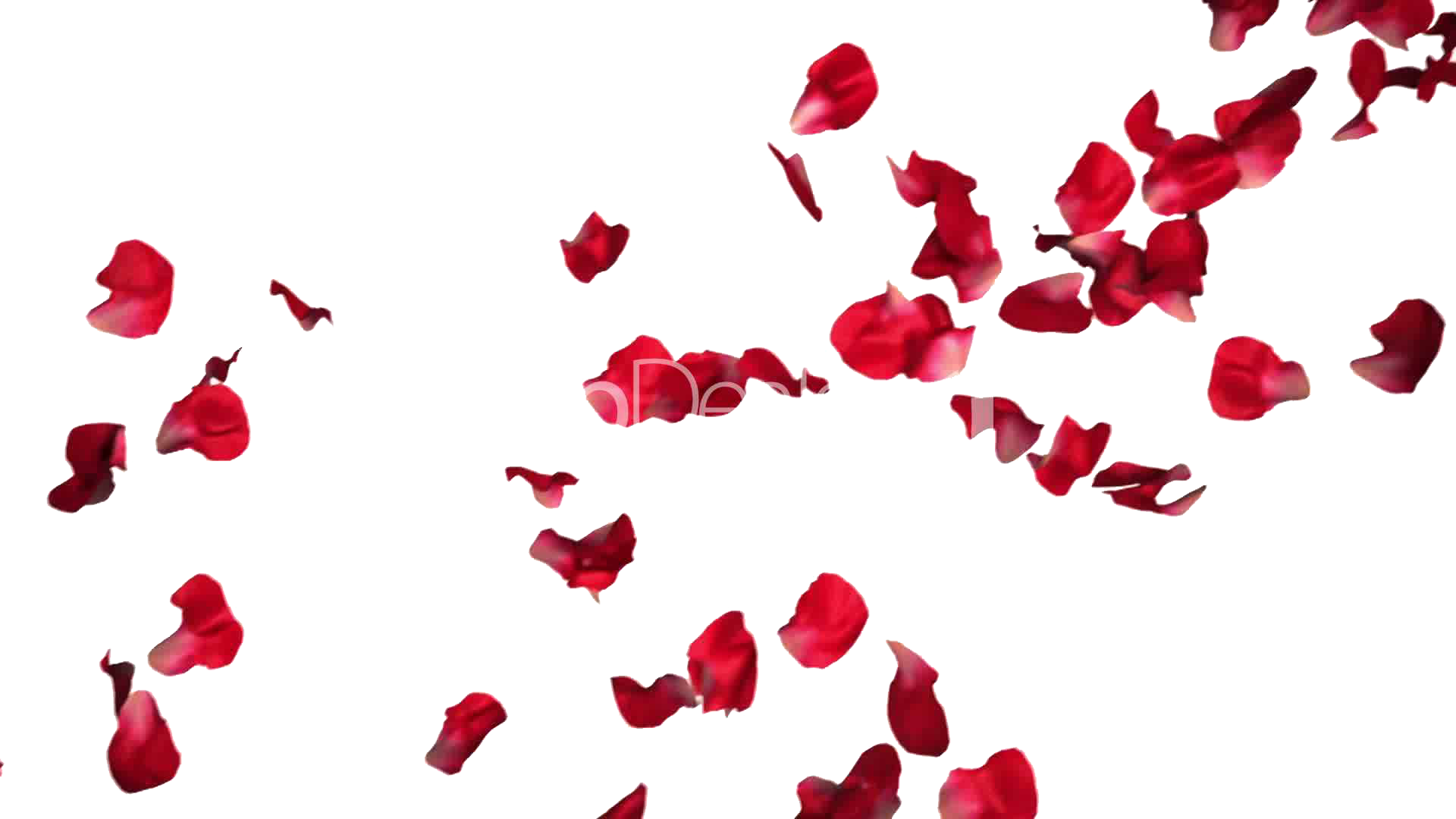 Rose Petals Png Pic - Red Roses Petals Png (1920x1080)