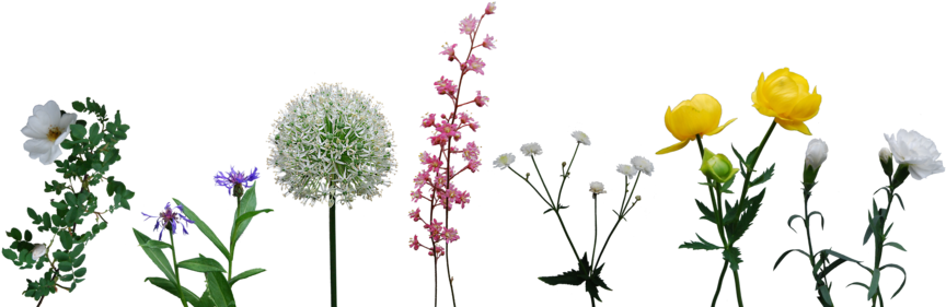 Purple Corner Flower Clip Art Download - Art (900x304)