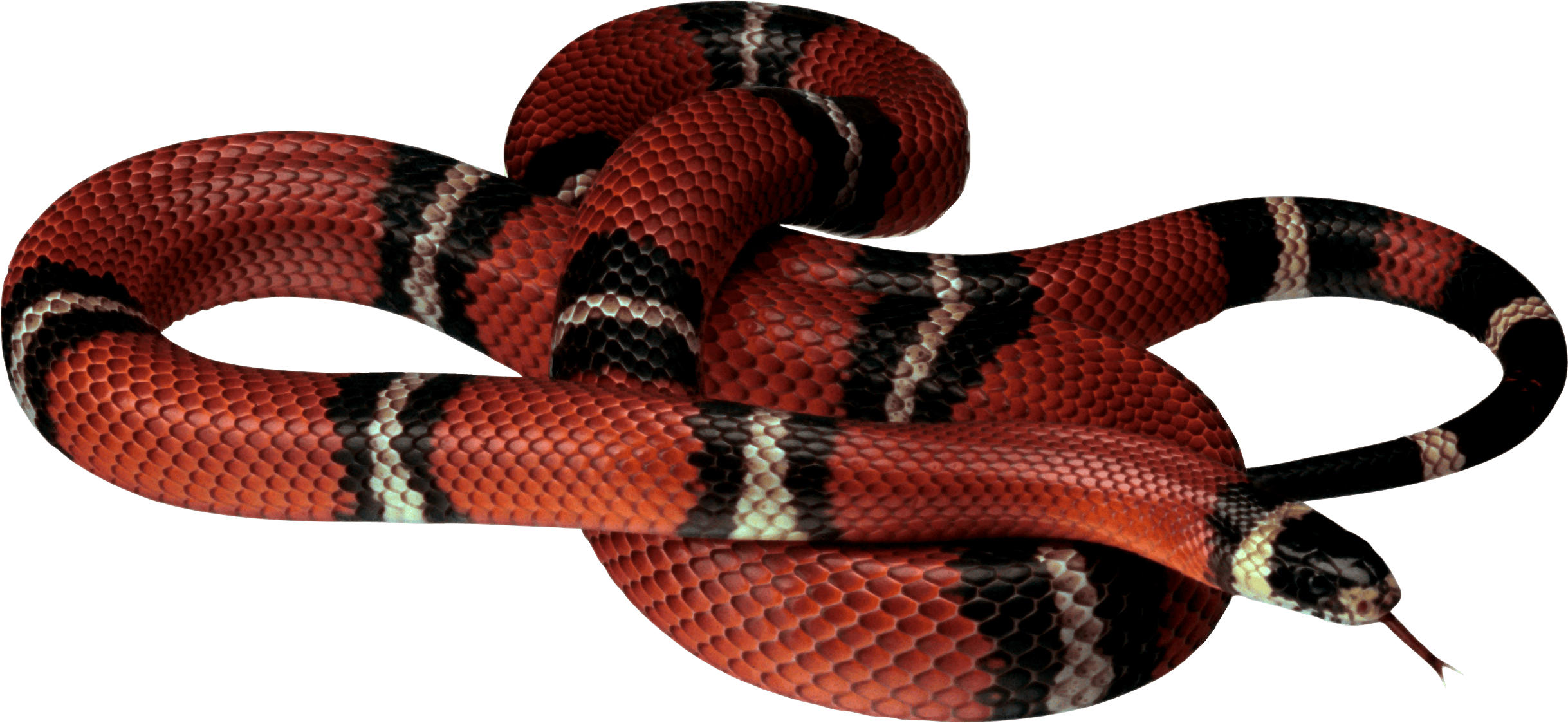 Snake - Red Snake Png (2437x1123)