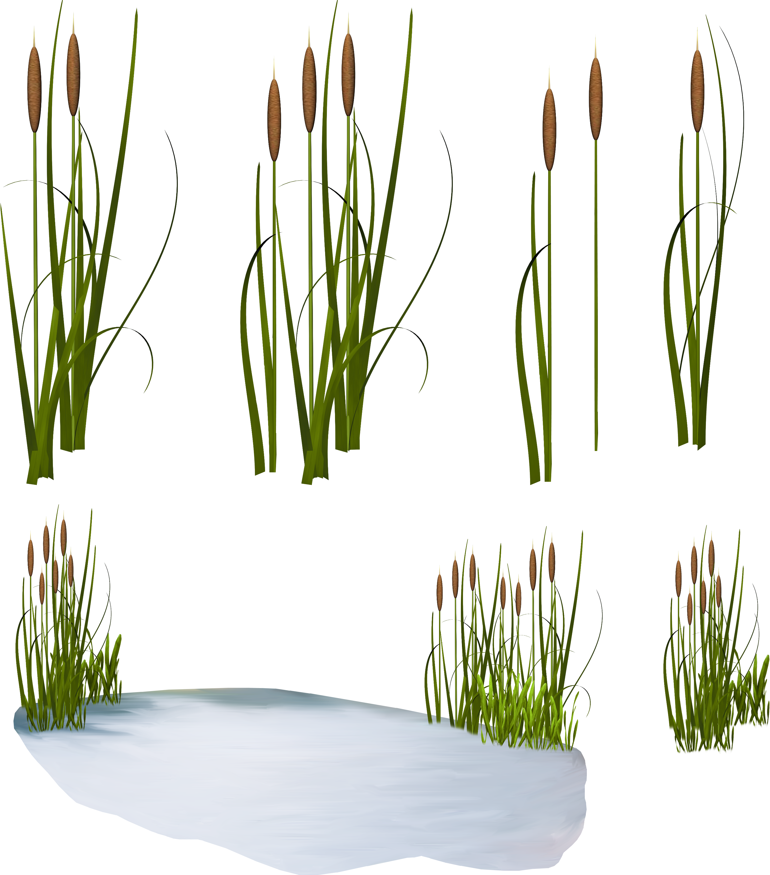 Scirpus Common Reed Clip Art - Камыши Пнг (3027x3440)