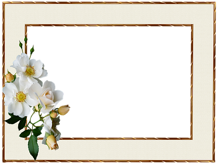 Frame, Gold Edge, White Rose - Photography (438x340)