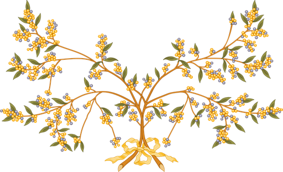 Wattle - - Australian Coat Of Arms (558x340)