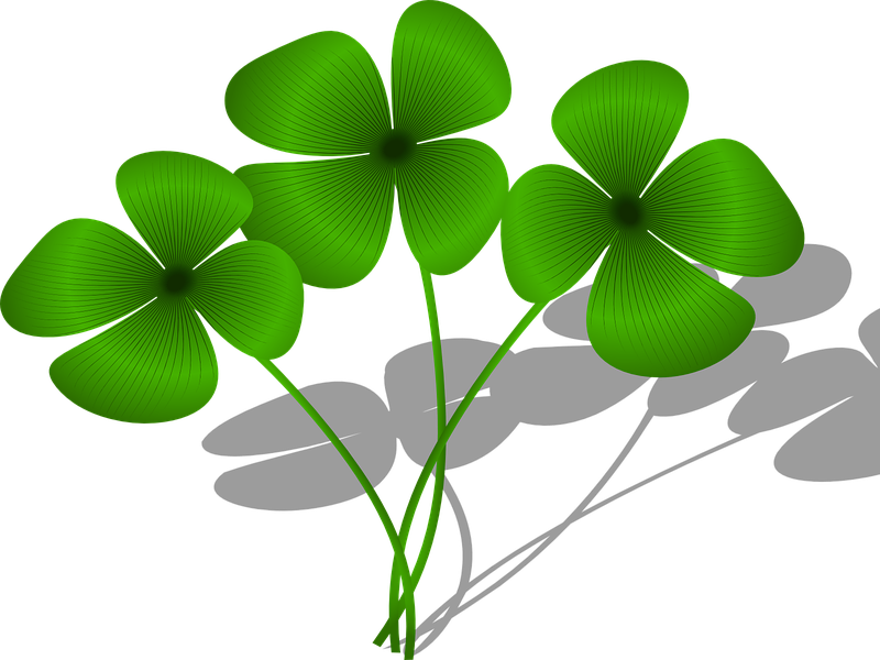 Leaf Structure - Diagram Drawing - 3rd Times The Charm (800x600)