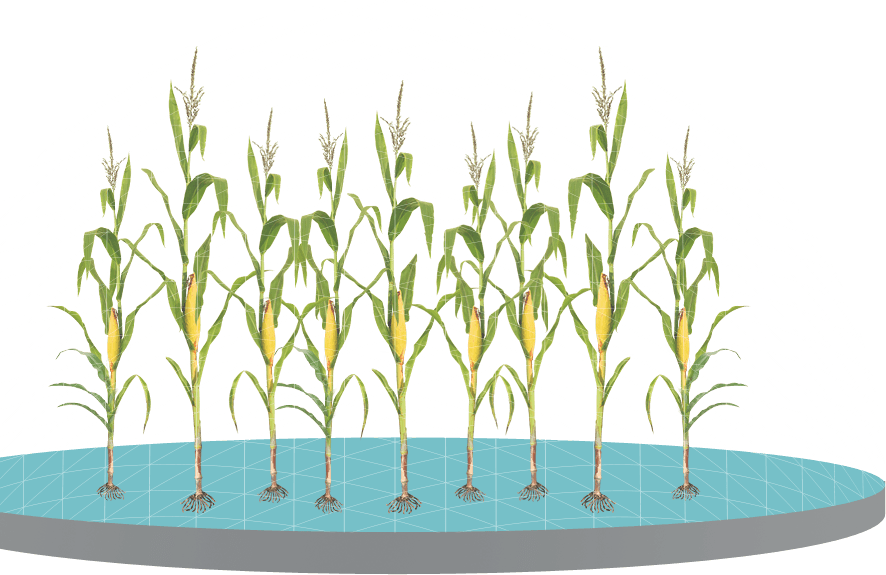 Control Weeds With Glyphosate Applications - Sweet Grass (886x575)