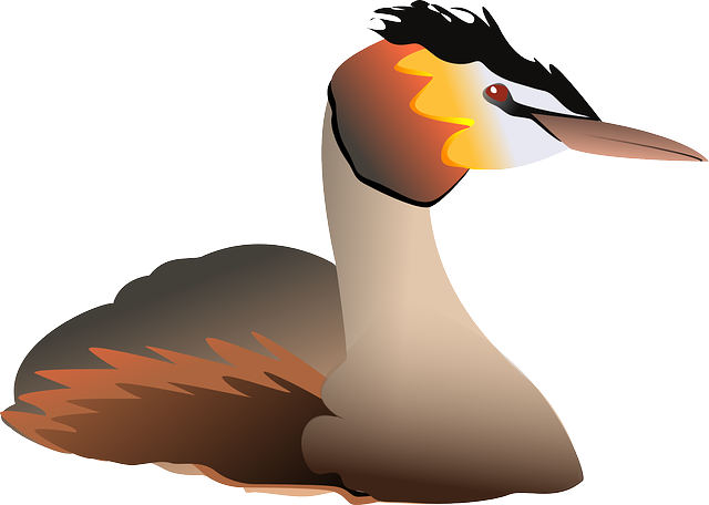 Swimming Clipart Goose - Grebe Bird Png (640x456)