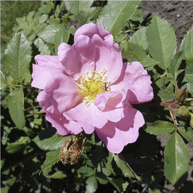 Apple Jack - Woods' Rose (1000x1000)