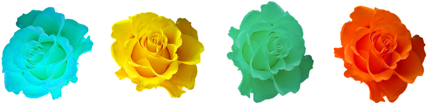 Roses, Blossom, Bloom, Rose Blooms, Rose Bloom, Plant - Rose (1438x400)