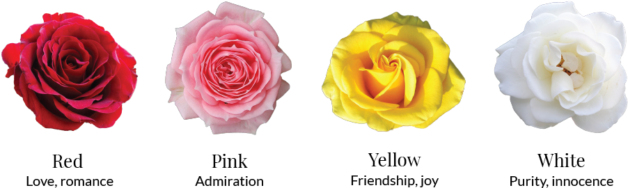 If You Want To Get More Specific This Valentine's Day, - Rose (945x335)