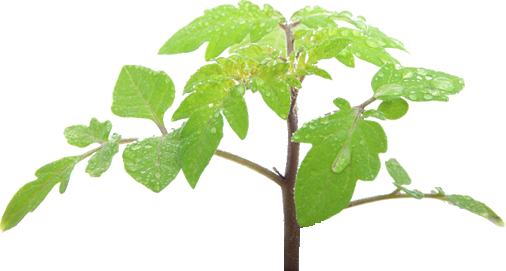 Tomato Leaves Png (506x271)