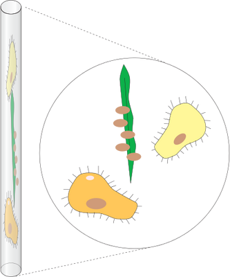 Ian Symbol Microcapillary Tube - Carrot (333x400)