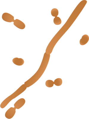 Ian Symbol Acinetobacter Spp - Acinetobacter Spp (300x400)