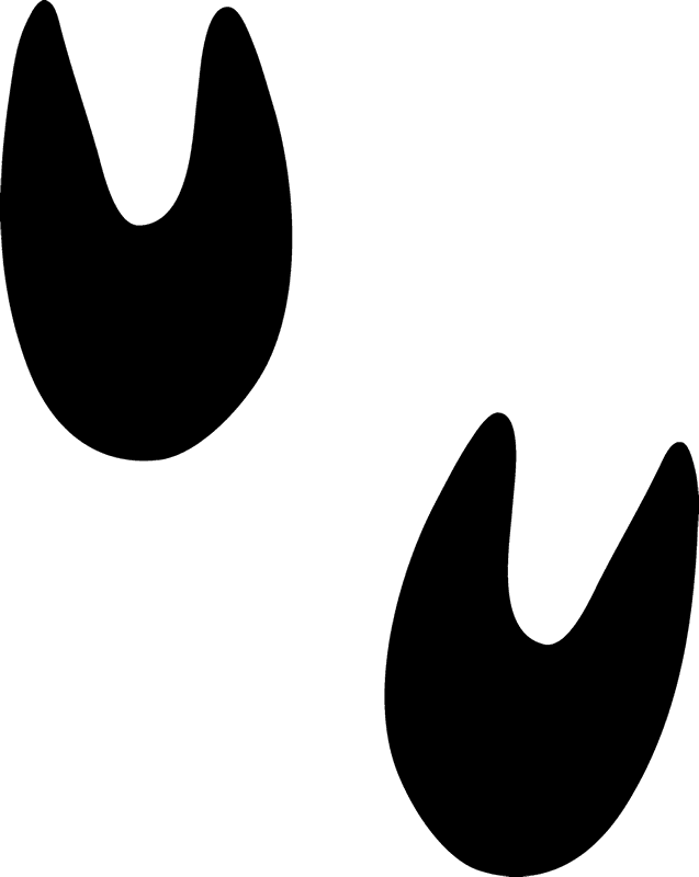 Pig Tracks Rubber Stamp Animal Track Stamps Stamptopia - Pig Tracks (637x800)