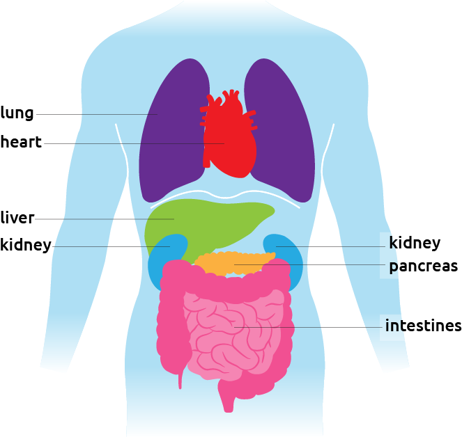 Illustration Of The Torso Showing All Organs - Pancreas (700x651)