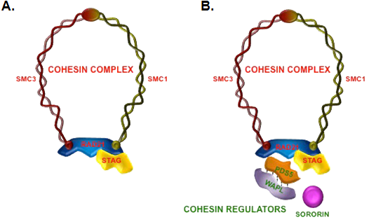 Putting Your Sisters In Handcuffs Biol312 @unbc Molecular - Cohesin (546x330)