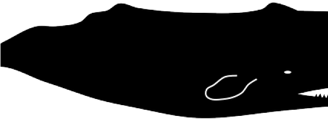 Sperm Whale Clipart Albino - Sperm Whale Vector Free (640x480)