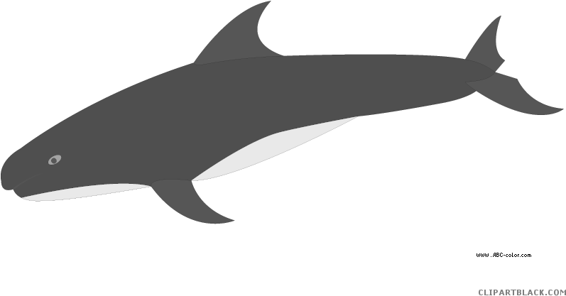 Killer Whale Animal Free Black White Clipart Images - Pygmy Killer Whale (822x567)