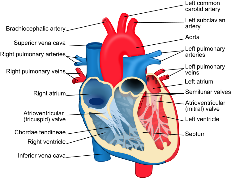 Heart Chambers - The Heart - Labels Of The Heart (762x600)