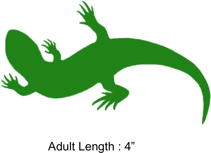 The Shaded Region Represents The Range Of The Texas - Gecko (951x681)