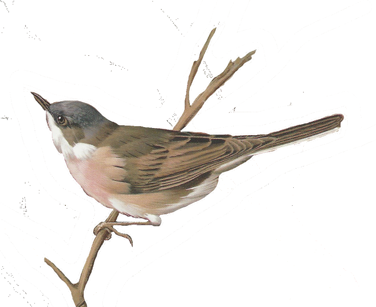 Glenda's World - Nightingale Png (754x616)