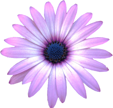 Detailed Flower Clipart - Purple Daisies Clipart (370x354)