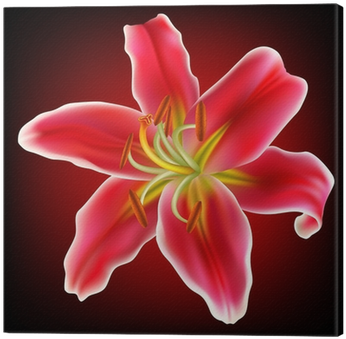 Vector Photo Realistic Red White Lily Flower Canvas - Lily (400x400)