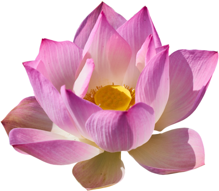 //n6 Img Fp - Lotus Flower Transparent Background (500x438)