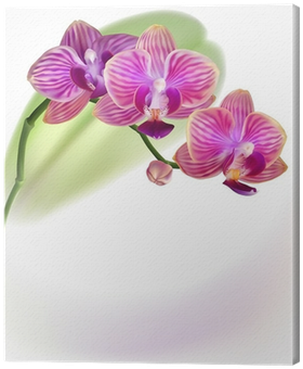 Vector Realistic Purlpe Orchid Flower Canvas Print - Drawing (400x400)