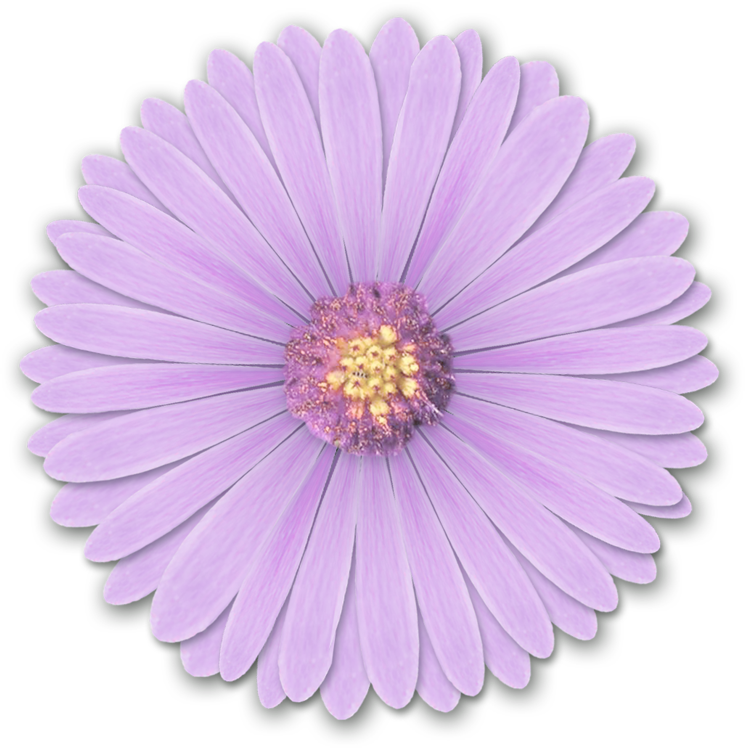 Res Light Purple Flowers Png By Hanabell1 D6l6mwr Png - Light Purple Flower Png (1500x1500)
