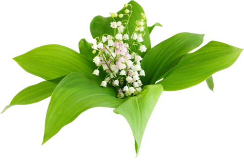 Çok Güzel Vadi Zambakları Görselleri, Beyaz Vadi Zambakları - Orchids (500x331)