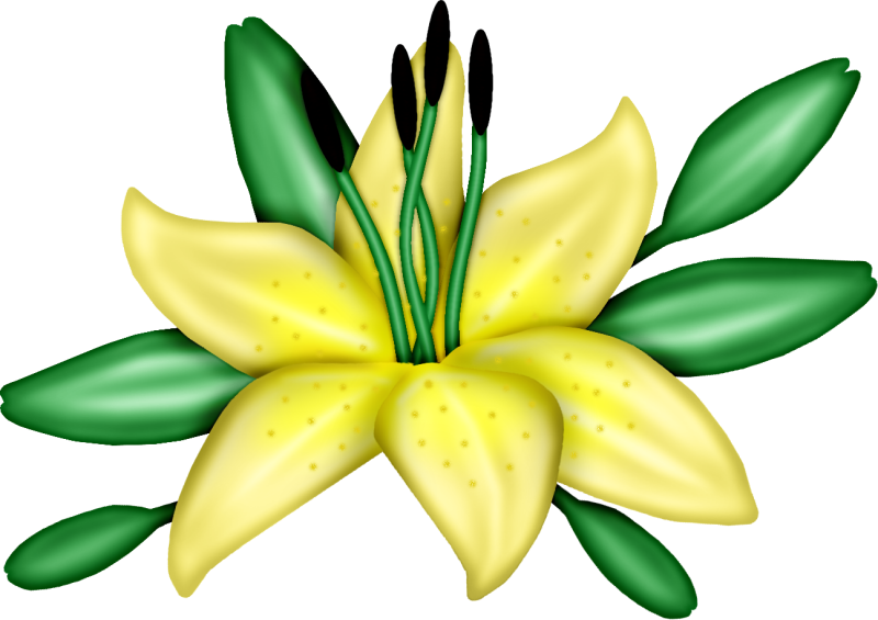 Tubes Printemps Tubes Printemps - Stargazer Lily (800x565)