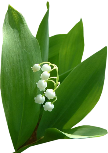 Lily Of The Valley Convallaria Albostriata' - Gif Muguet (354x500)