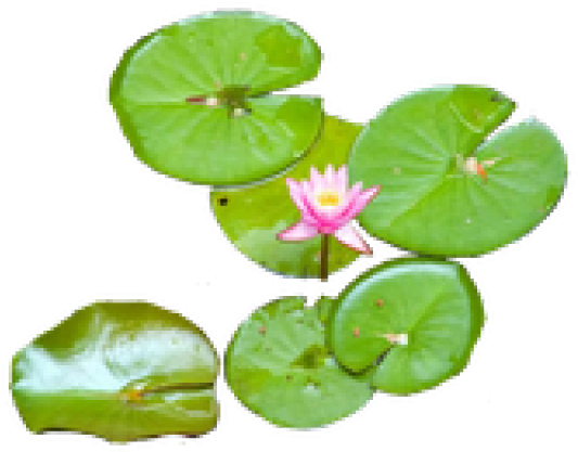 Water Lily Png Transparent Images - Water Lily Flower Png (640x480)