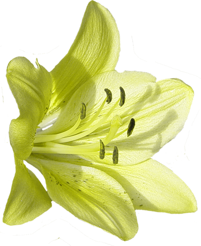 0 62a52 849782c3 L6 - Dwarf Day Lily (409x500)