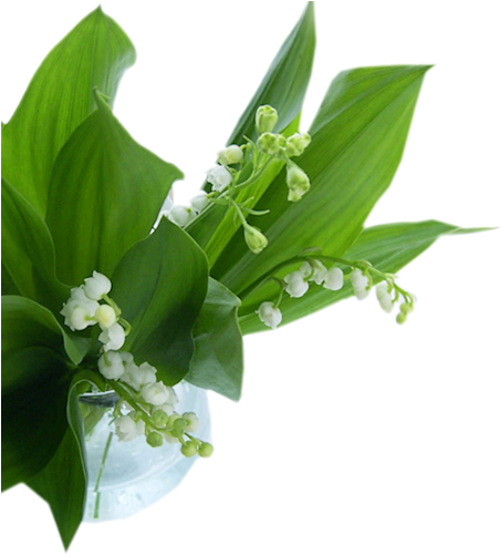 Lilies Of The Valley In Vases - Flower (451x515)