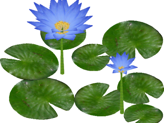 Water Lily Clipart - Waterlily Png (640x480)