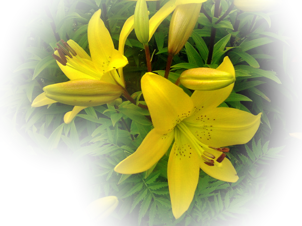 Tiger Lily (600x450)