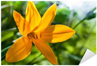 Vinilo Pixerstick Lilioasphodelus Hemerocallis - Daylily (400x400)
