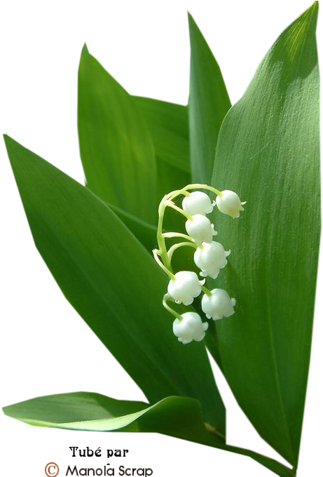 Le Brin De Muguet - Lily Of The Valley (469x679)