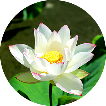 報恩行と唱題修行 - Citrus × Sinensis (350x350)