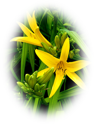 Dwarf Day Lily (376x500)